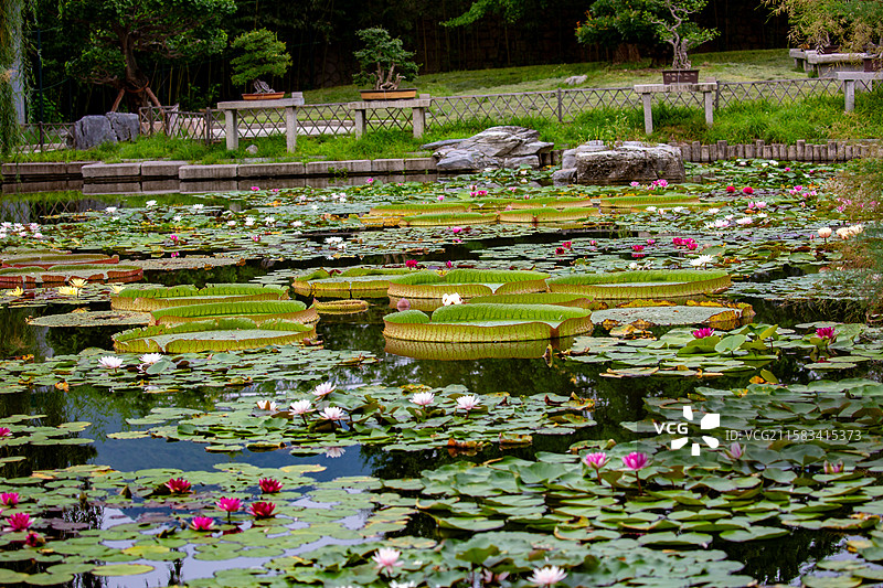 一池睡莲如油画图片素材