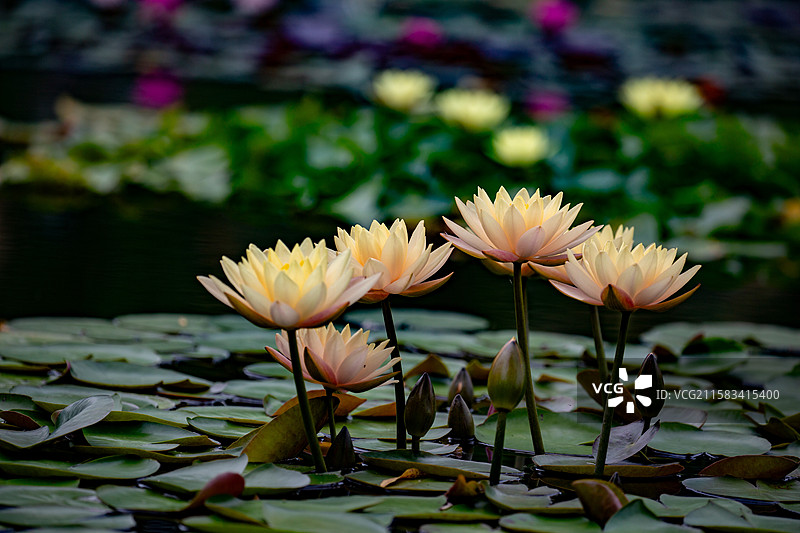 一池睡莲如油画图片素材