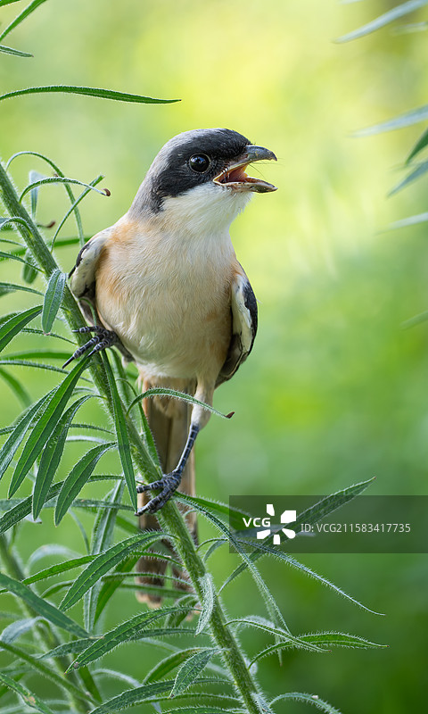 飞蓬上的棕背伯劳图片素材
