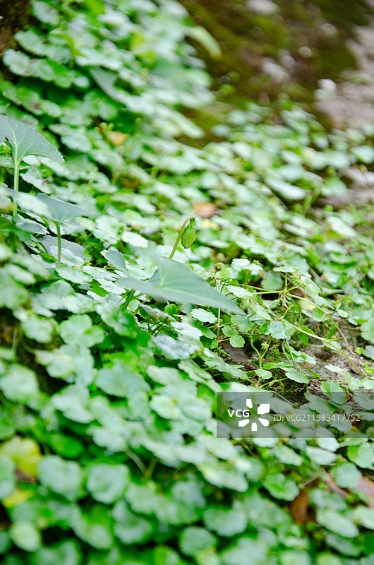 乡村沿路的铜钱草景观图片素材