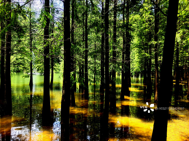 落羽杉、国家AAAA级旅游景区、广州帽峰山森林公园、风光、风景、景观、自然生态图片素材