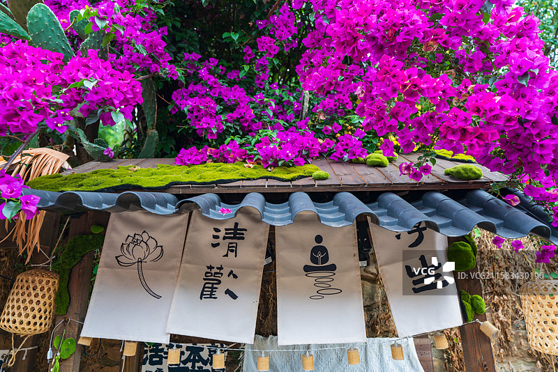 大理凤阳邑有风小院盛开的三角梅图片素材