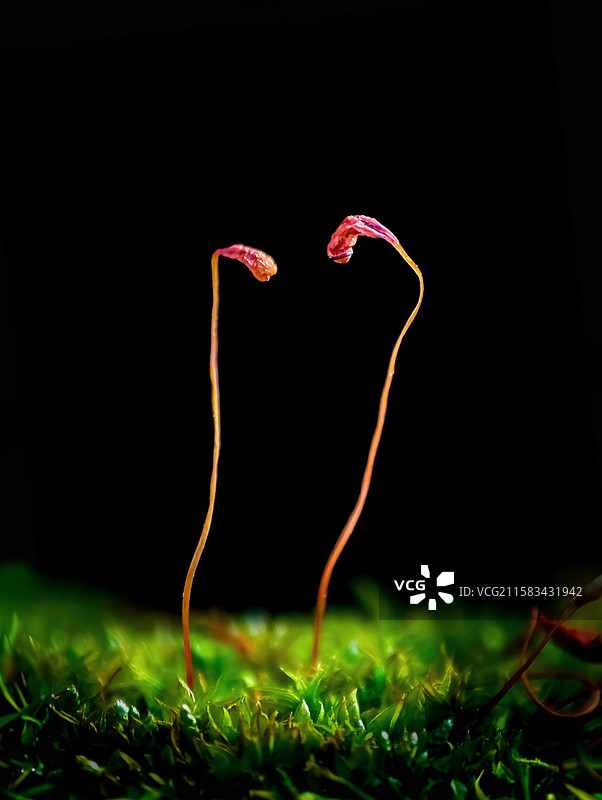 夫妻对拜图片素材