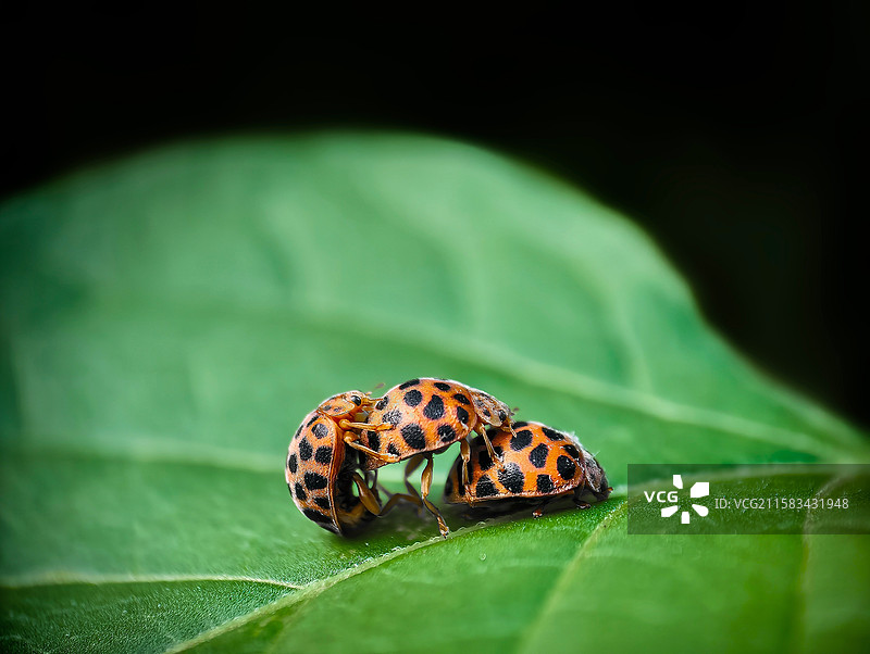 三只甲壳虫图片素材