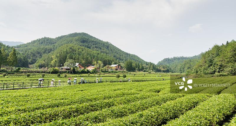 福建南平燕子窠茶园图片素材