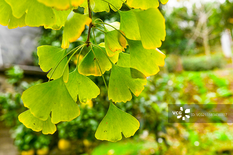 美树木树林白果树阳光银杏树叶森林图片素材