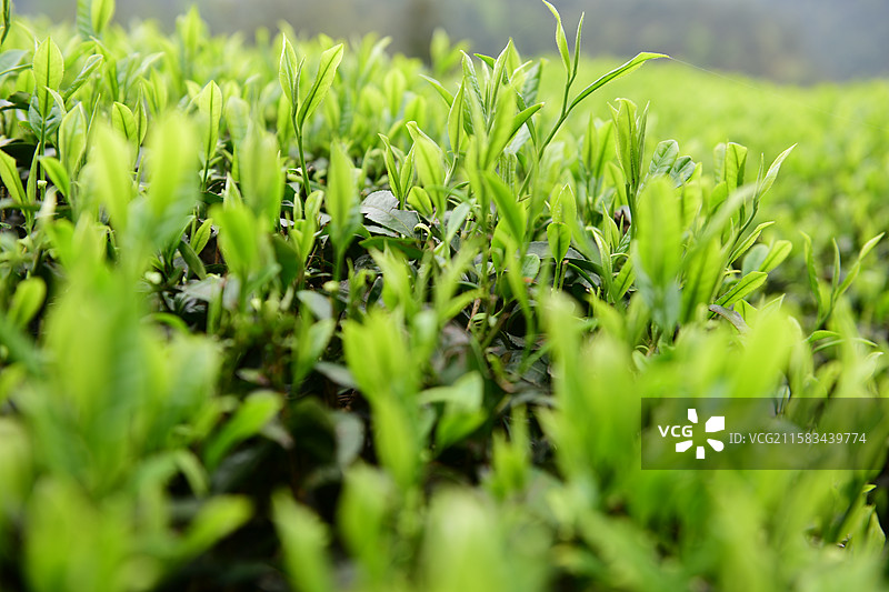 明前茶茶园茶山茶叶美景景色图片素材