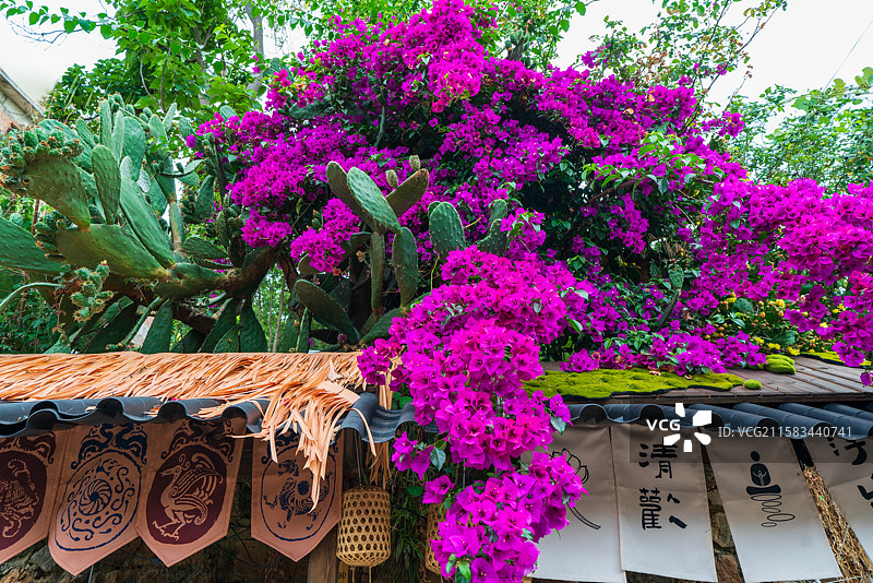 大理凤阳邑有风小院盛开的三角梅图片素材