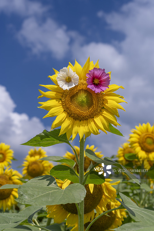 蓝天为幕，向日葵与秋英的浪漫图片素材