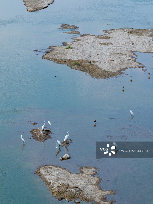 河南省 周口市 扶沟县 贾鲁河 河滩 白鹭群 白鹭 野生鸟类 飞翔图片素材
