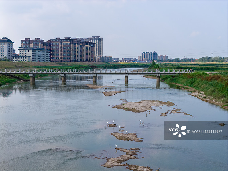 河南省 周口市 扶沟县 贾鲁河 河滩 白鹭群 白鹭 野生鸟类 飞翔图片素材