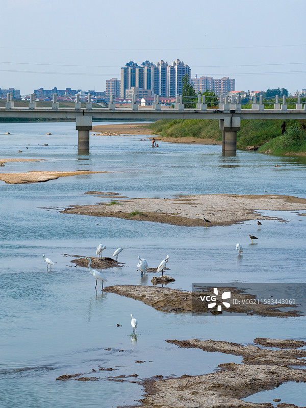 河南省 周口市 扶沟县 贾鲁河 河滩 白鹭群 白鹭 野生鸟类 飞翔图片素材