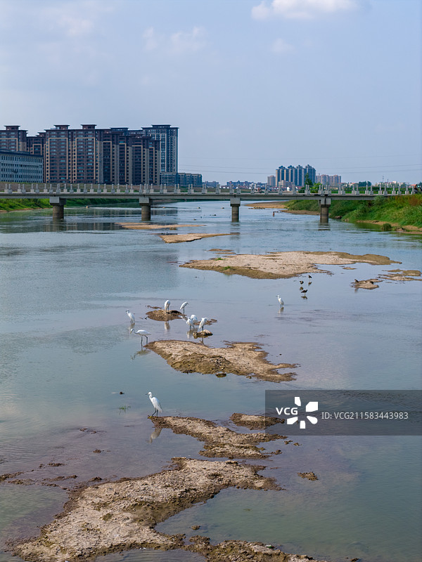 河南省 周口市 扶沟县 贾鲁河 河滩 白鹭群 白鹭 野生鸟类 飞翔图片素材