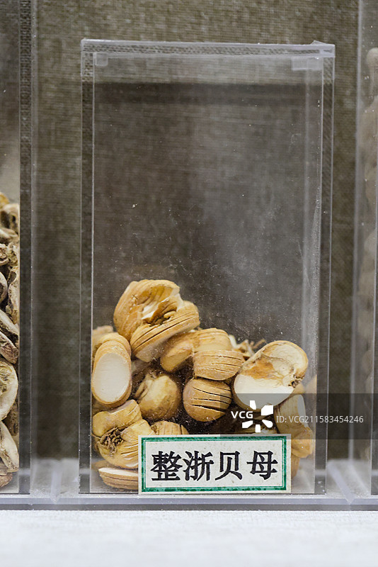 贝母浙贝母浙贝母片1000种中药北京中医药大学博物馆中国传统中草药中药加工中药材图片素材