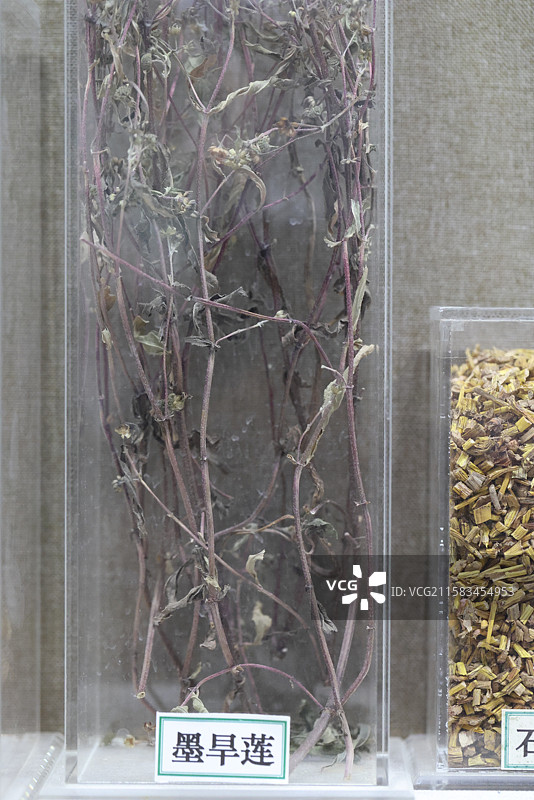 墨旱莲1000种中药北京中医药大学博物馆中国传统中草药中药加工中药材图片素材