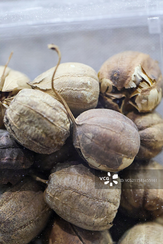马兜铃1000种中药北京中医药大学博物馆中国传统中草药中药加工中药材图片素材