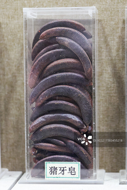 猪牙皂1000种中药北京中医药大学博物馆中国传统中草药中药加工中药材图片素材