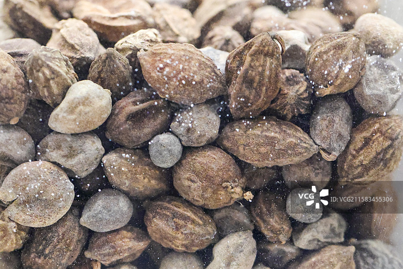 益智盐益智盐益智仁1000种中药北京中医药大学博物馆中国传统中草药中药加工中药材图片素材