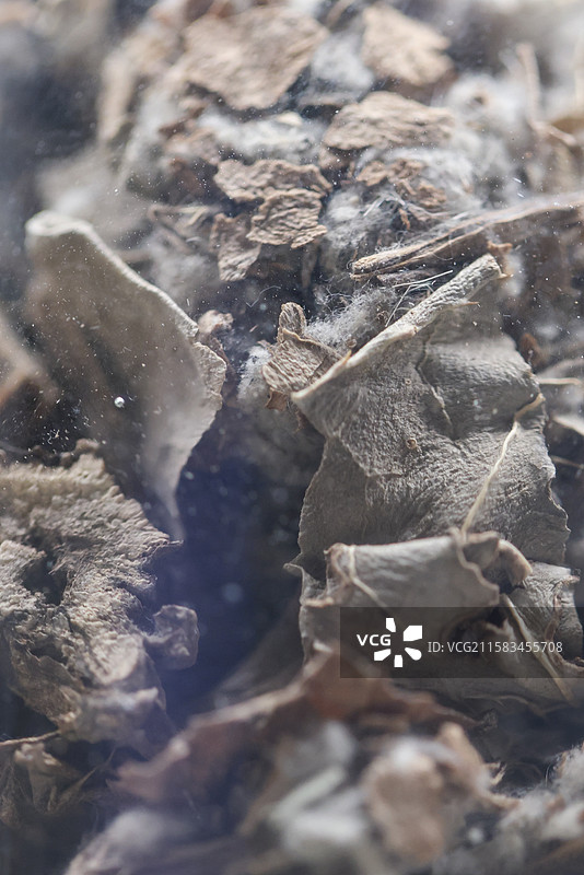 大蓟1000种中药北京中医药大学博物馆中国传统中草药中药加工中药材图片素材