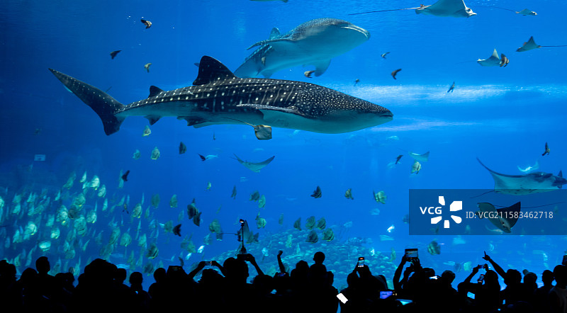 珠海长隆海洋王国海底世界图片素材