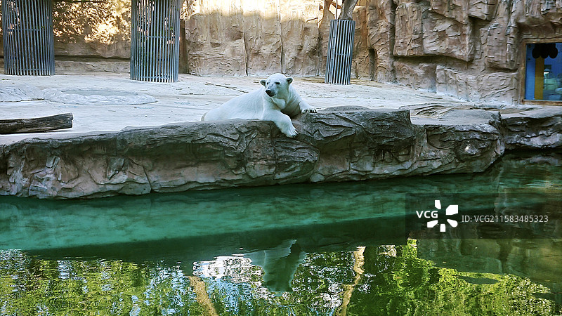北京动物园清农事试验场旧址北极熊图片素材
