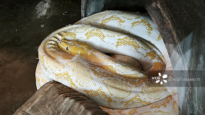 北京动物园清农事试验场旧址爬行馆扬子鳄蛇蟒大鲵鬃鬣蜥等图片素材