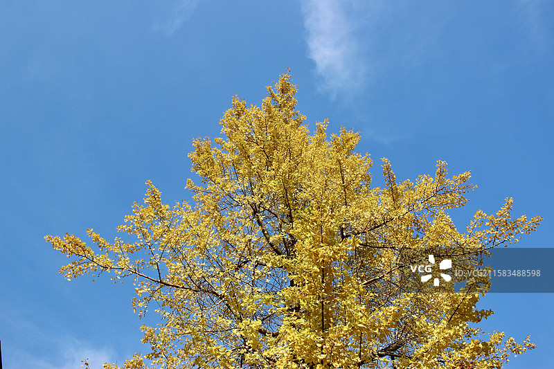 秋天日本京都常寂光寺金黄色银杏树自然风景图片素材