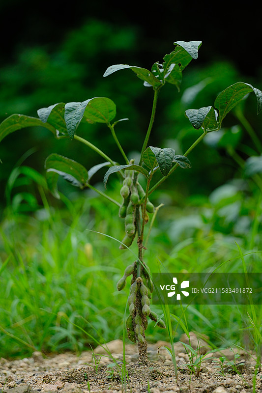 山脚下种植的毛豆。黄豆。植物豆类图片素材