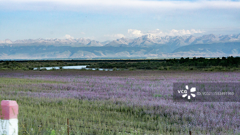 新疆昭苏紫苏花海和夏塔雪山图片素材