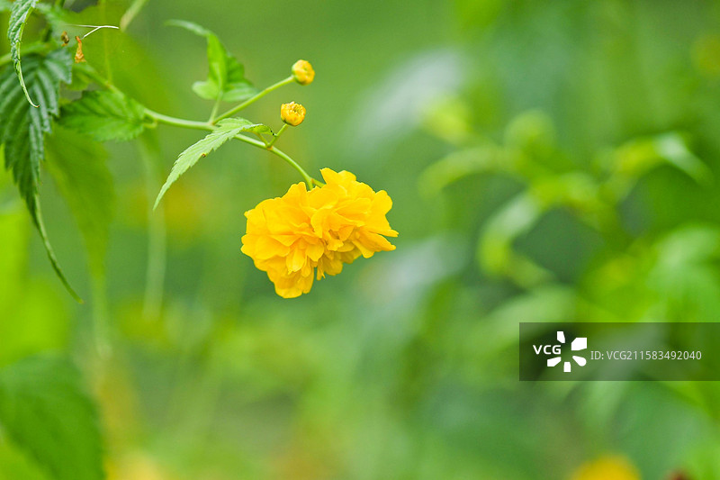 棣棠花图片素材