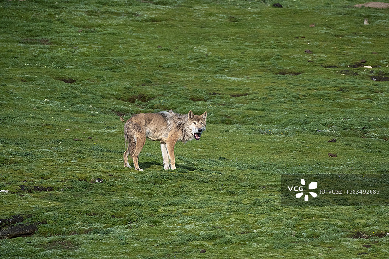 草原上的孤独守护者：狼的野性呼唤图片素材