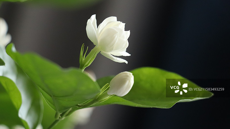 公园里茉莉花的特写镜头图片素材