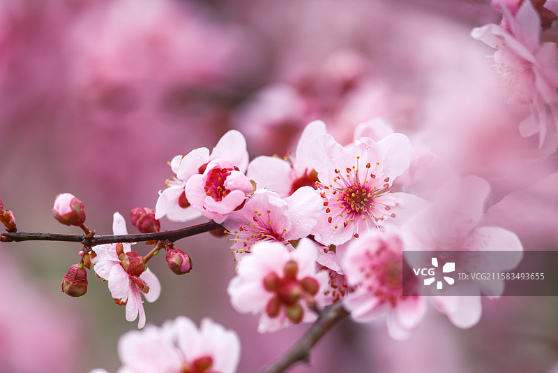 烟花三月下扬州瘦西湖梅花盛开图片素材