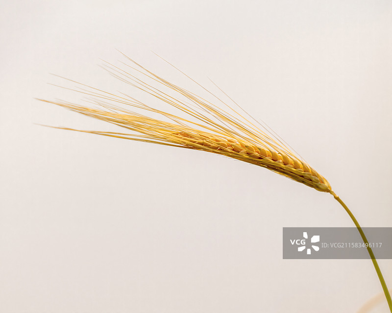 农作物特写，麦穗图片素材