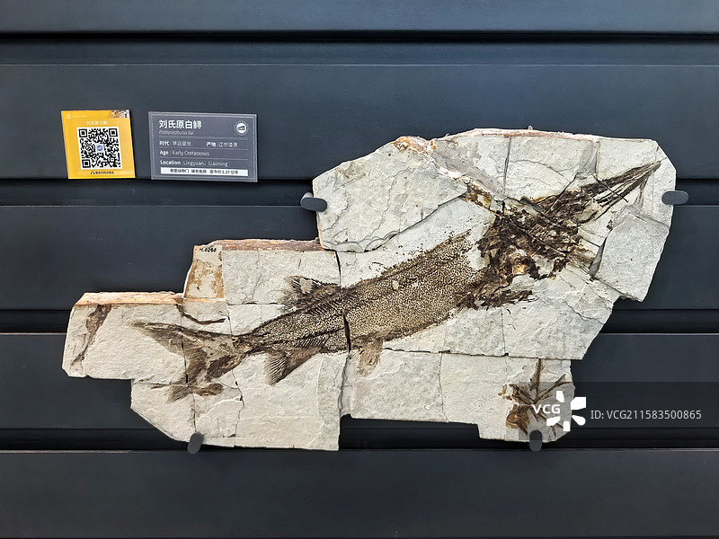 南京古生物博物馆-早白垩世刘氏原白鲟化石图片素材
