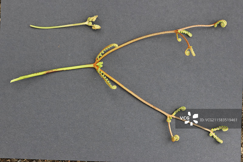 蕨类植物拳卷，孢子囊，羽状叶，对称图片素材