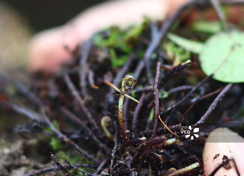 蕨类植物拳卷，孢子囊，羽状叶，对称图片素材