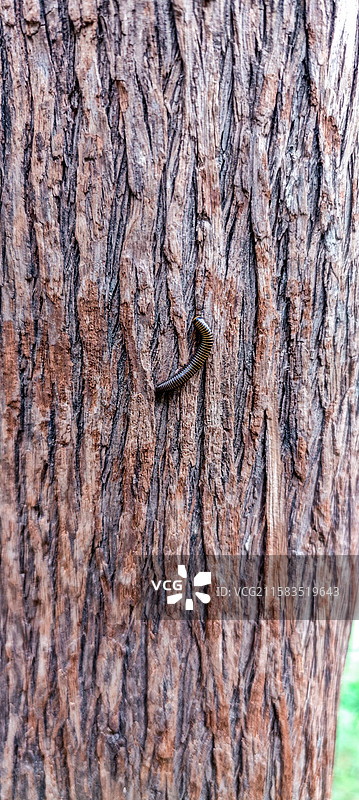 树上爬行的千足虫图片素材