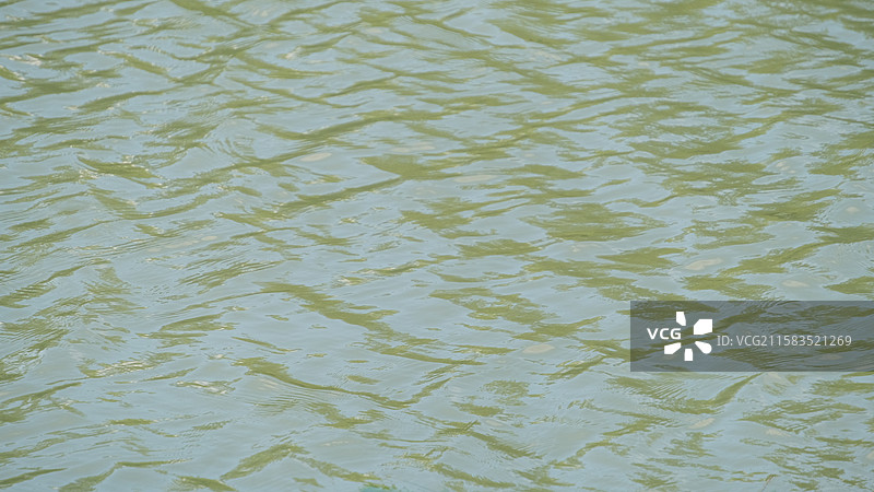 江苏文旅水乡金湖柳树湾湿地公园拍摄的一些湖面绿色系静谧感素材图片素材