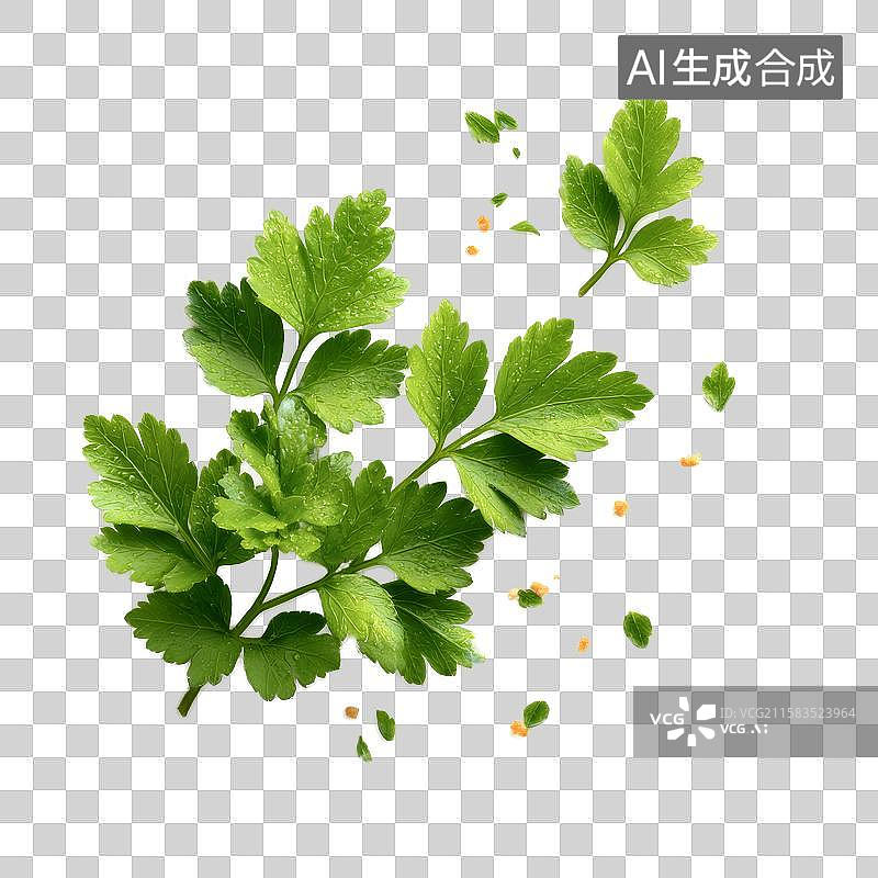 【AI数字艺术】[免抠PNG素材]新鲜绿色欧芹叶与种子白底隔离图图片素材
