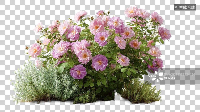 【AI数字艺术】[免抠PNG素材]花园里盛开的粉色玫瑰花丛图片素材