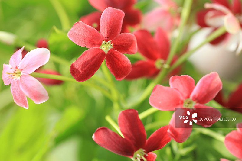 使君子图片素材