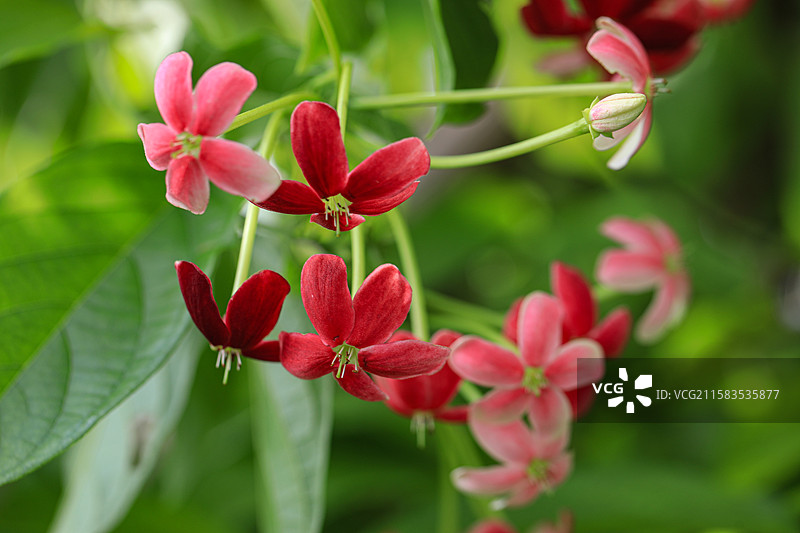 使君子图片素材