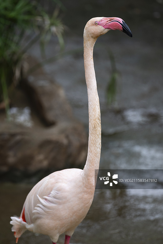 火烈鸟的动人姿态图片素材
