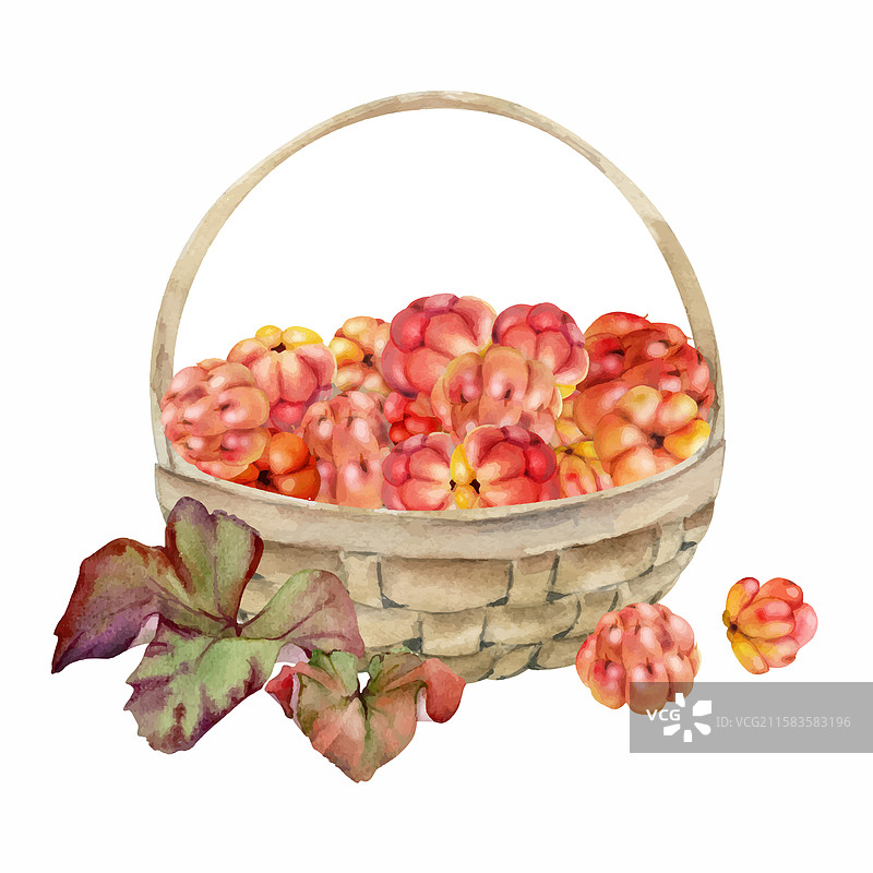 云莓和覆盆子与叶子在编织篮中图片素材