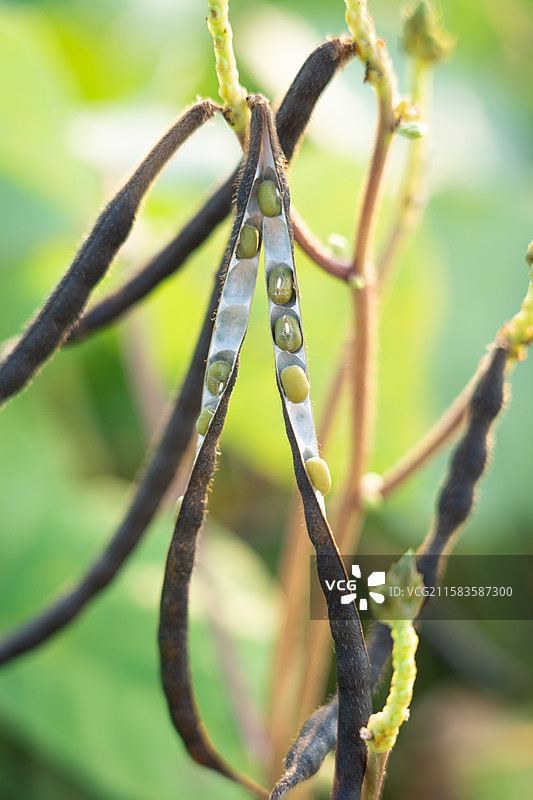 成熟的农作物绿豆图片素材