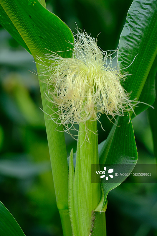 山脚下的玉米棒子玉米地。天空蓝天白云高清风景背景图图片素材