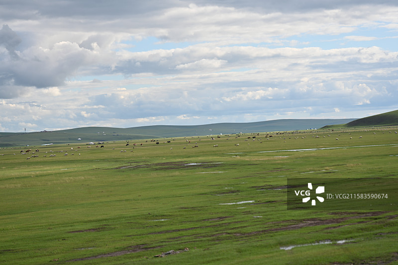 呼伦贝尔大草原羊群壮观美丽图片素材