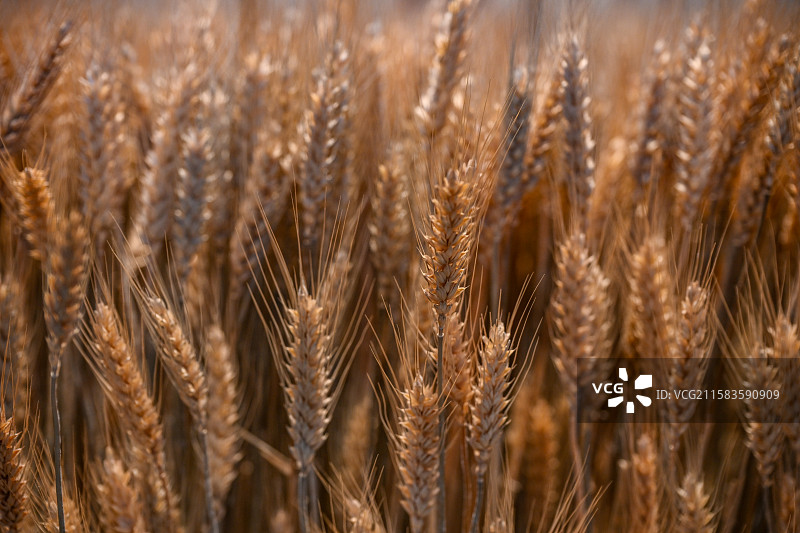 四川省绵阳市室内麦穗，金色，丰收，麦田，风吹麦浪图片素材