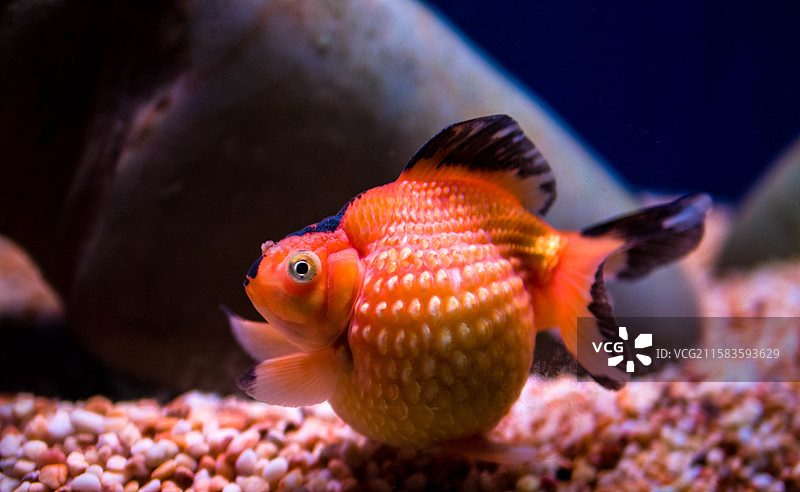 大肚子的观赏金鱼图片素材